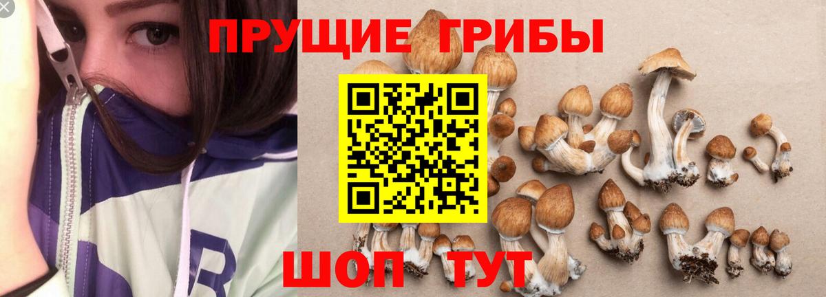Лянтор  Псилоцибиновые грибы Psilocybine cubensis  Вход с VPN 